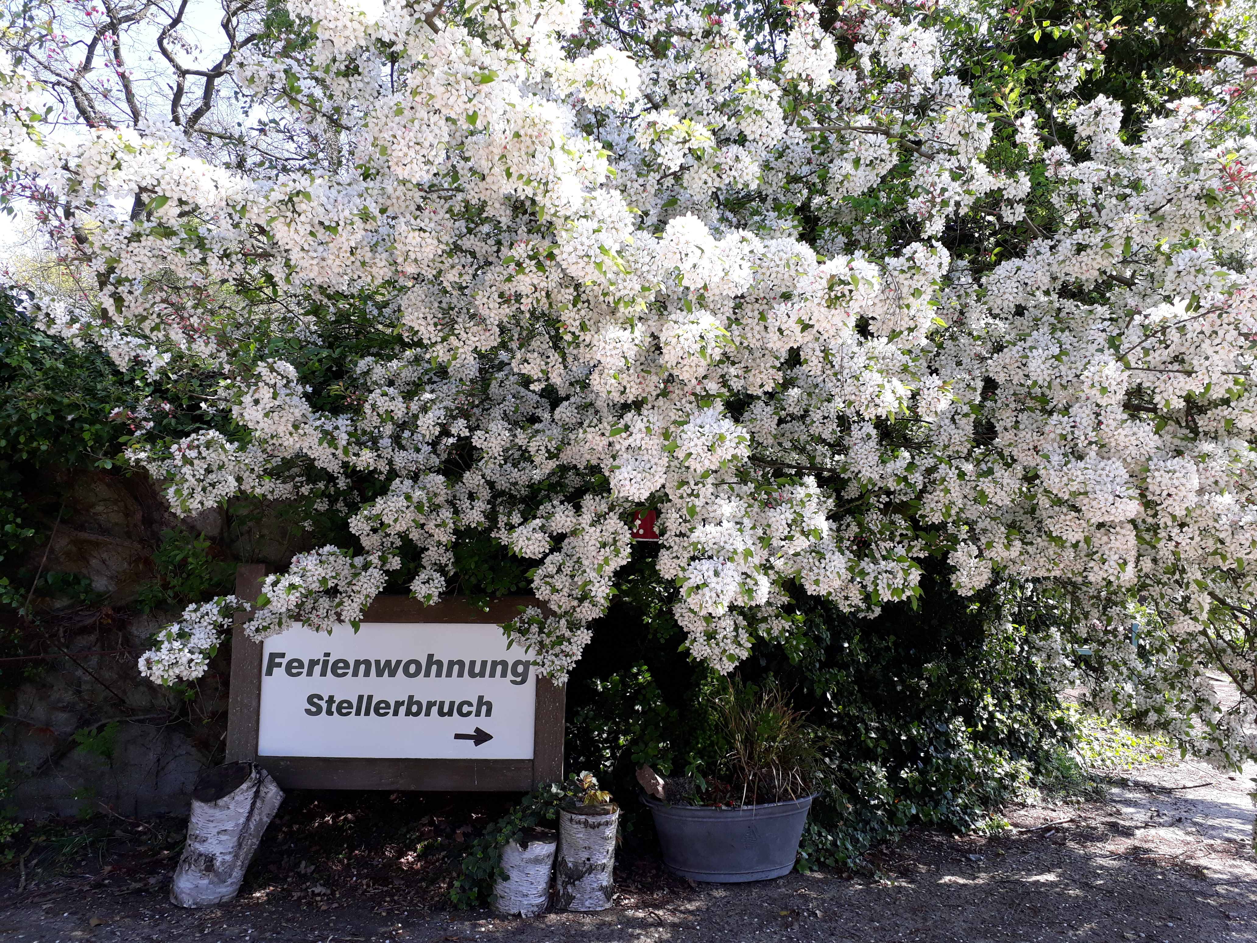 Blühender Apfelbaum