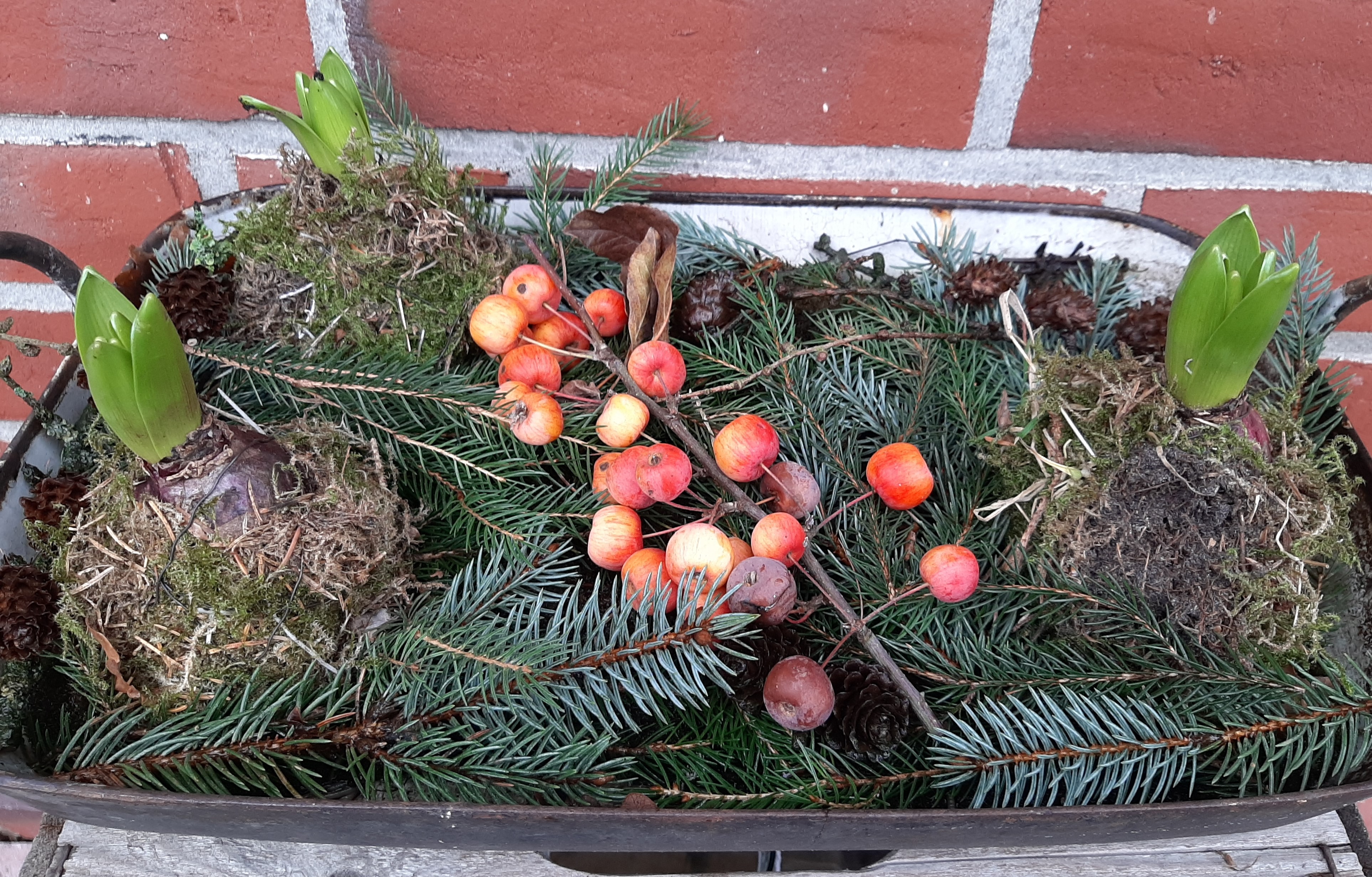 Hyazinthen mit Zieräpfeln