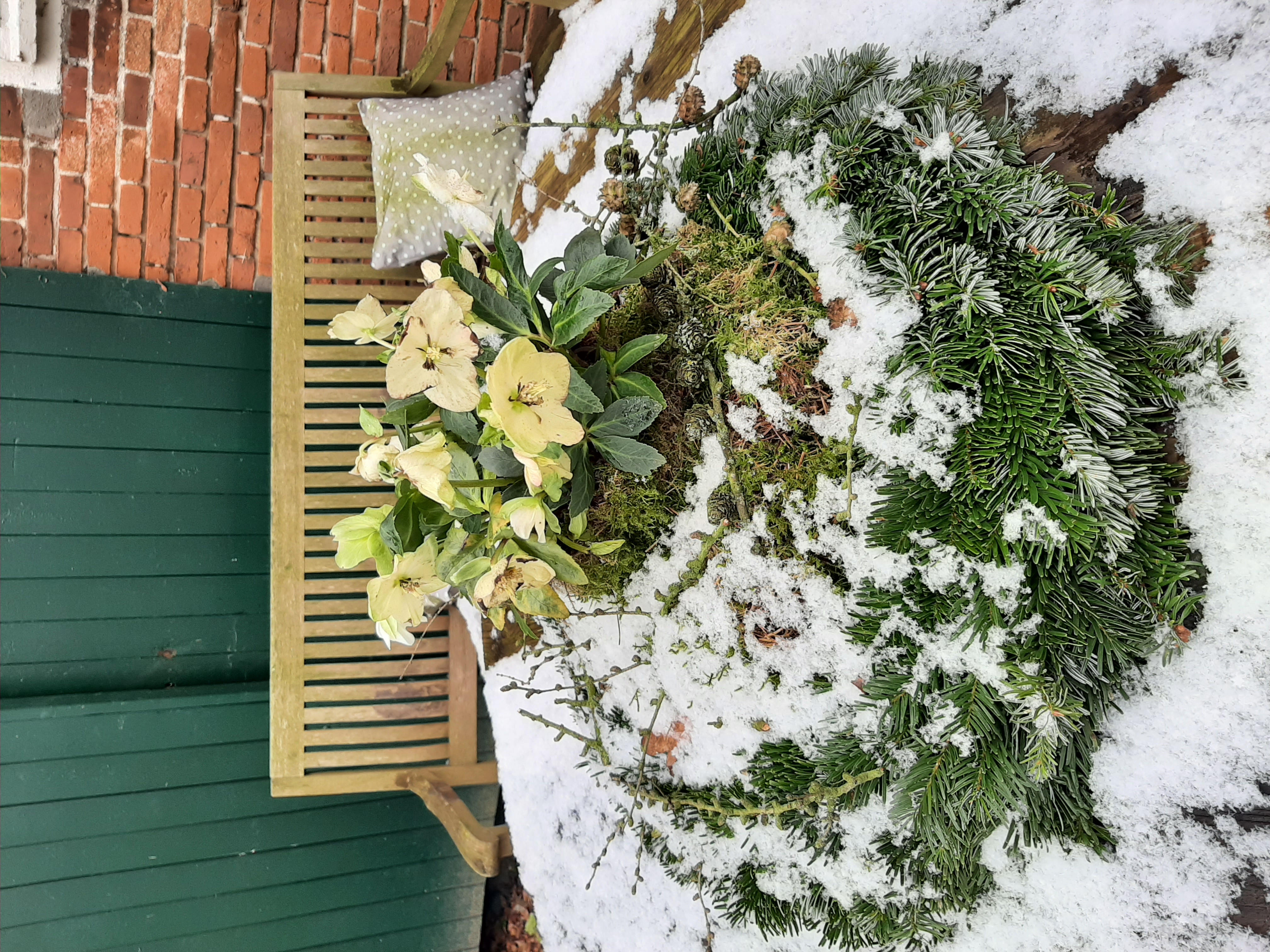 Christrose mit Schnee