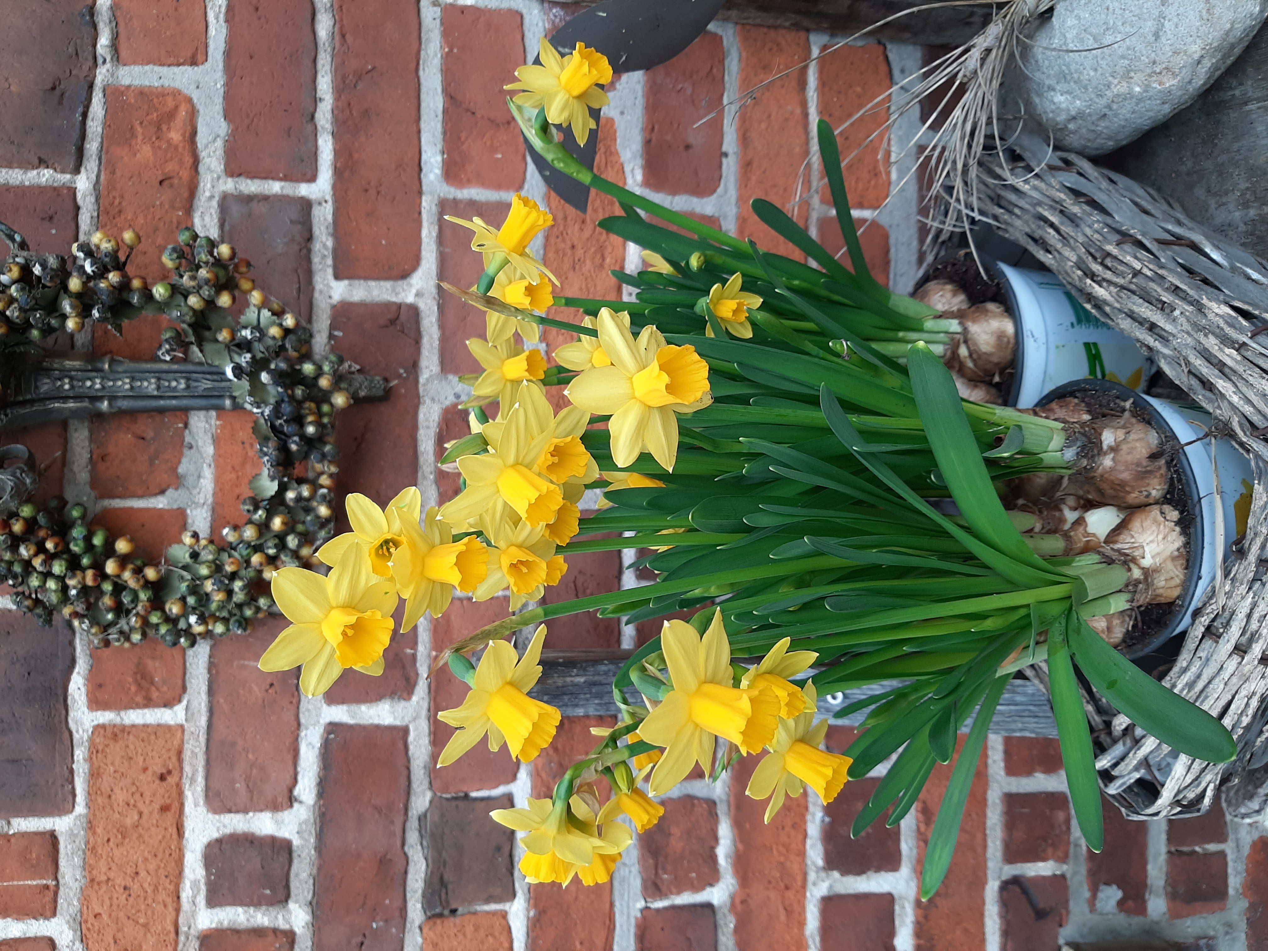 erste Frühlingsblüher