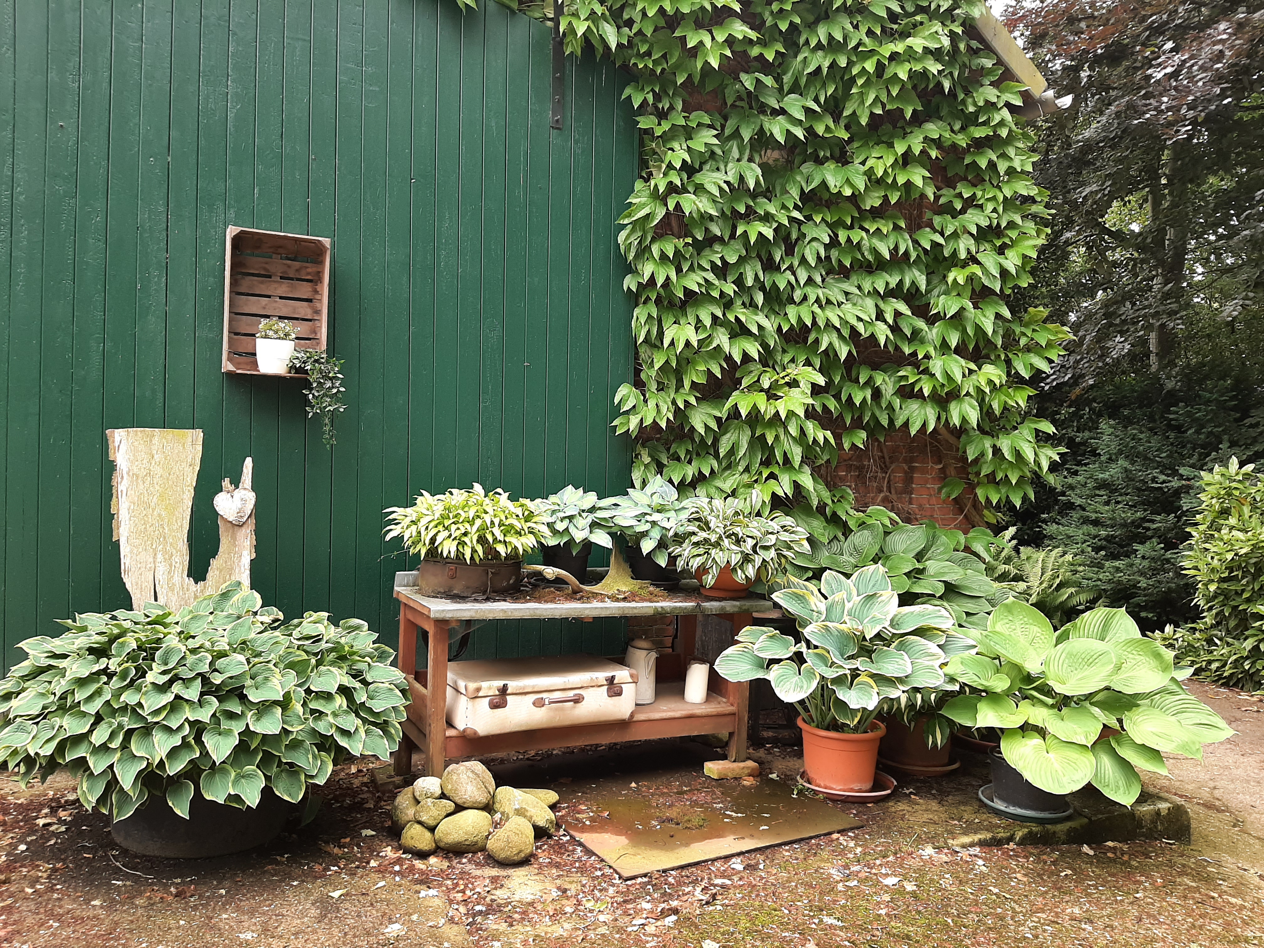 Funkien auf dem Pflanztisch